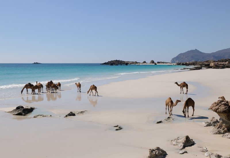 Camels2 Dhofar©Sultanat d Oman