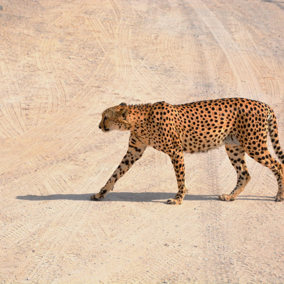 Sirbaniyas leopard AD