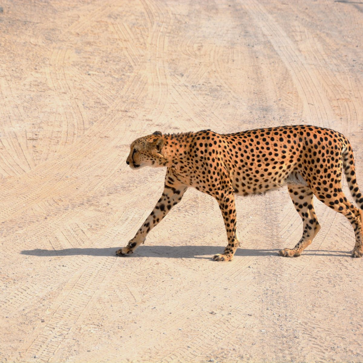 Services 7 Sirbaniyas leopard AD